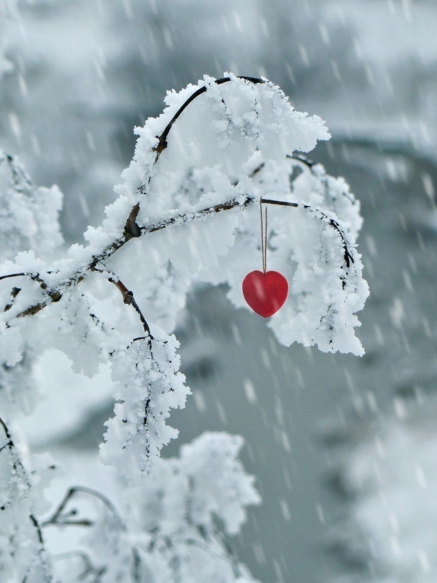 Зимний день любимому. Сердце на снегу. Зимнее сердце. Зимняя романтика. Нежность зимой.